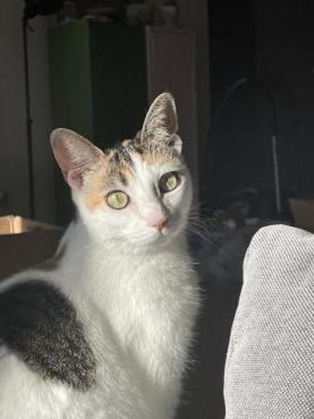 Bella & Olivia -Freundliche Katzenladys