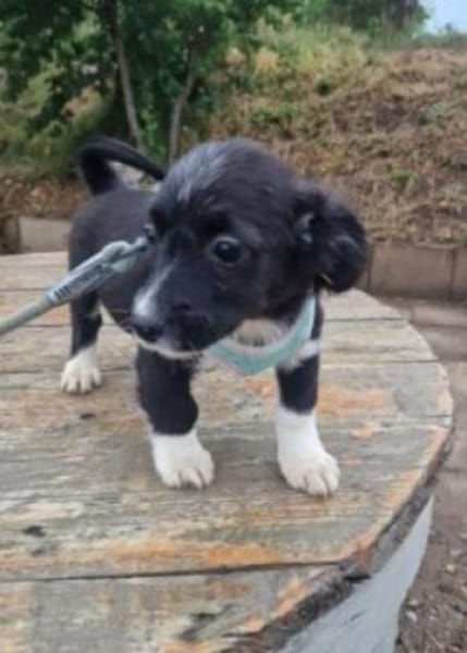 Lenny sucht ein Zuhause