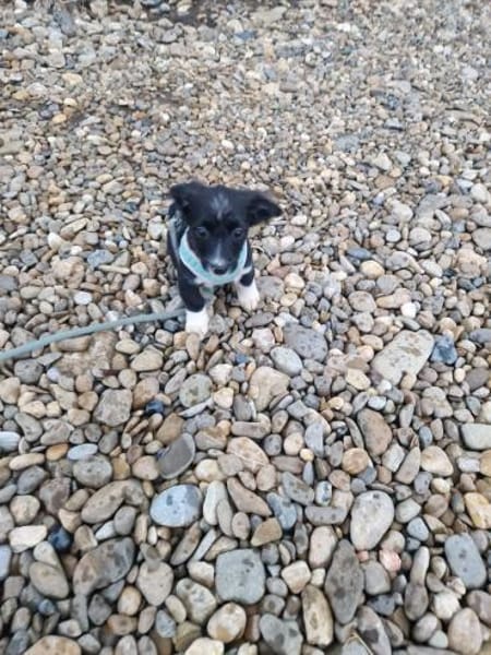Lenny sucht ein Zuhause