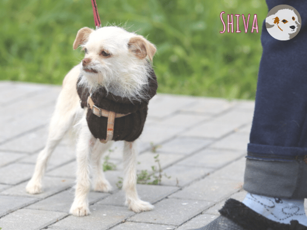 Shiva sucht aufmerksame Menschen