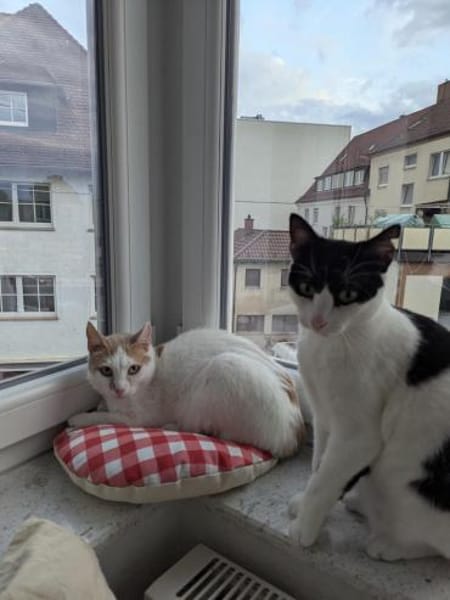 Emmy und Morphy aus dem Tierschutz