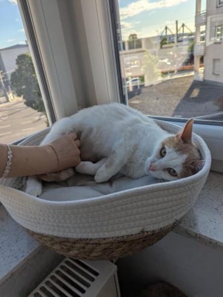 Emmy und Morphy aus dem Tierschutz