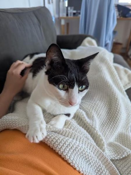 Emmy und Morphy aus dem Tierschutz