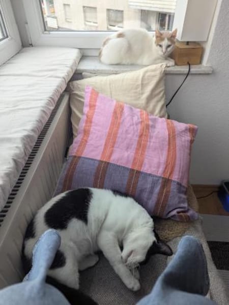 Emmy und Morphy aus dem Tierschutz