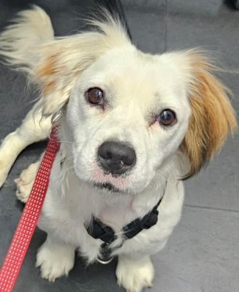 Lady kleine Hündin sucht das große Glück