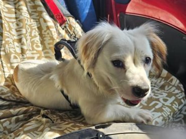 Lady kleine Hündin sucht das große Glück