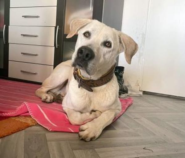 Murray sucht ein Zuhause als Einzelprinz