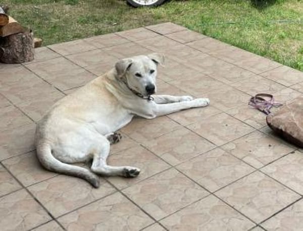 Murray sucht ein Zuhause als Einzelprinz