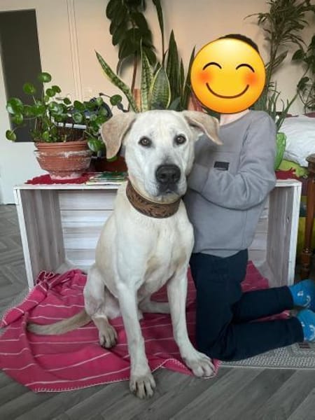 Murray sucht ein Zuhause als Einzelprinz