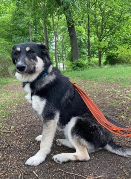Xylo liebevoller Rüde💖