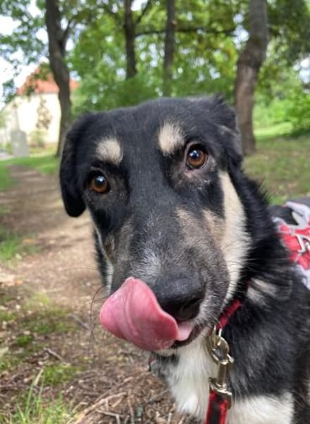 Xylo liebevoller Rüde💖