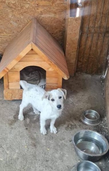 Little White Rock sucht seine Familie