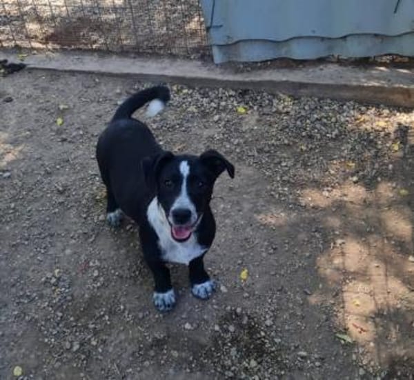 Kleiner Rocky sucht Familie