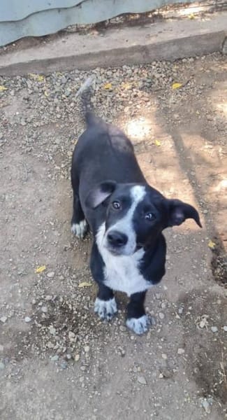 Kleiner Rocky sucht Familie