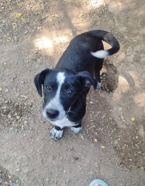 Kleiner Rocky sucht Familie