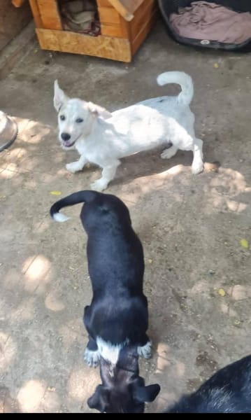 Kleiner Rocky sucht Familie