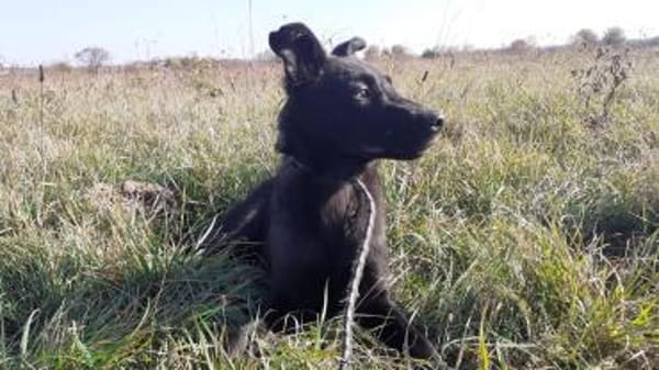 Rusty - junger Abenteurer sucht Familie