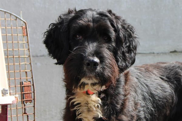 Taz