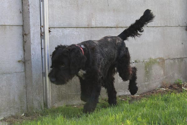 Taz