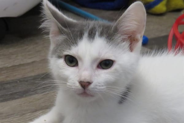 SMOKEY (RESERVE)