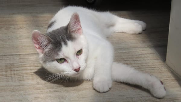 SMOKEY (RESERVE)