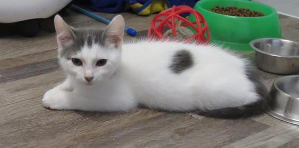 SMOKEY (RESERVE)