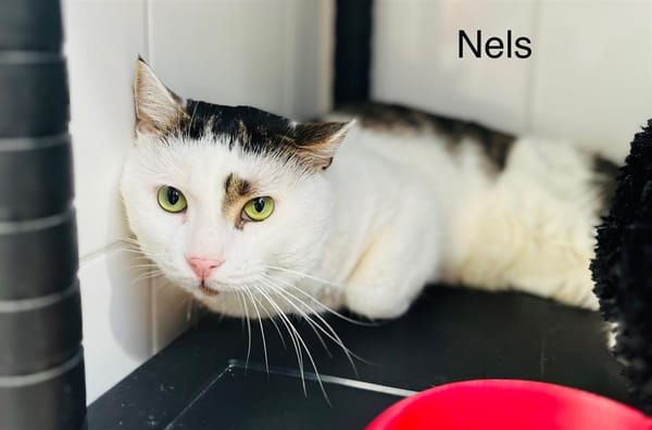 Nels