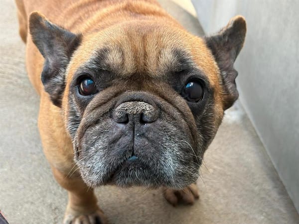 Poppy (adoption duo avec choucroute)