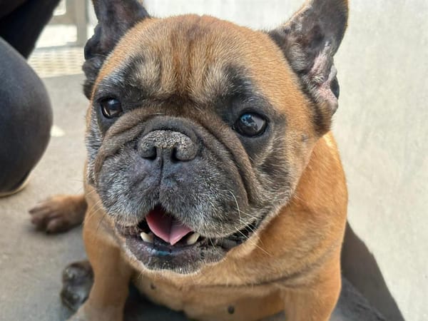 Poppy (adoption duo avec choucroute)