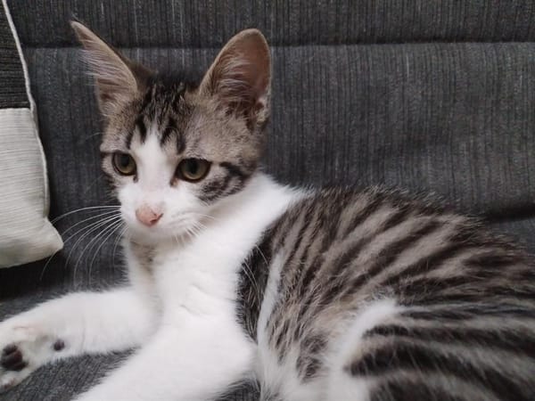 PEPIN