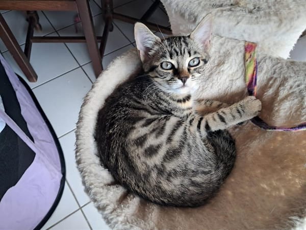 AYLA