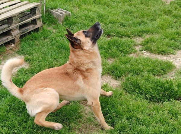 SARKO