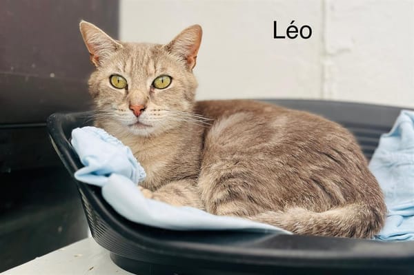 Leo