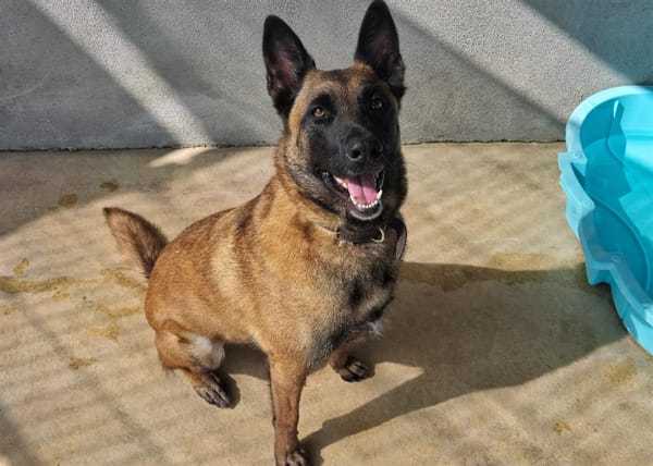 TYSON (Malinois)