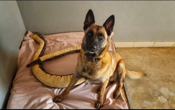 TYSON (Malinois)