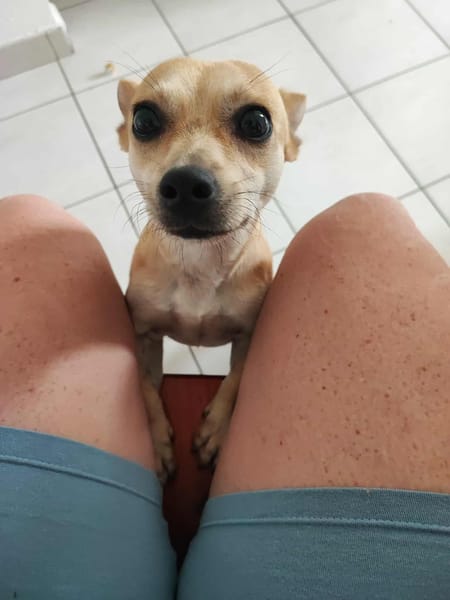 Guizmo un concentré d'amour créole