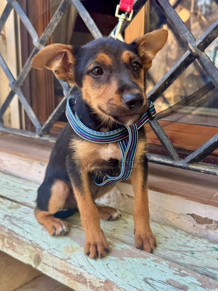 SCOUT (Martina)