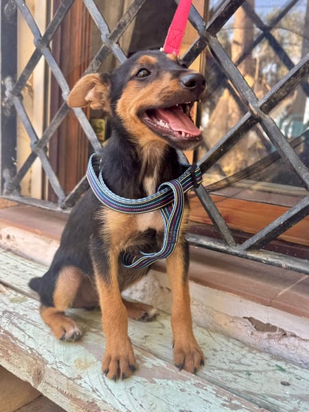 SCOUT (Martina)