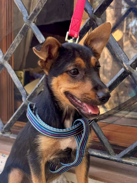 SCOUT (Martina)