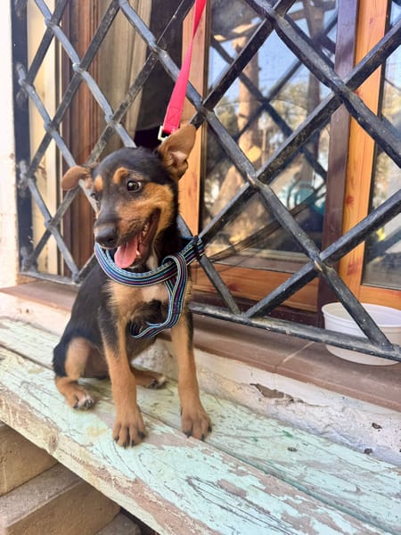 SCOUT (Martina)
