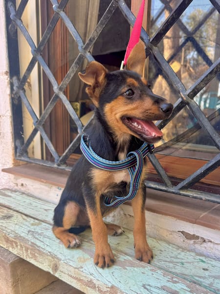 SCOUT (Martina)