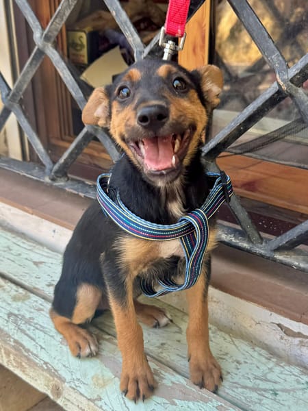 SCOUT (Martina)