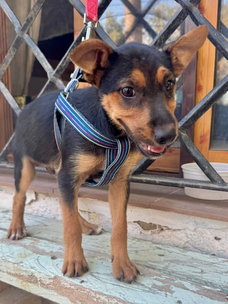 SCOUT (Martina)