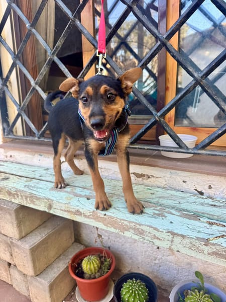 SCOUT (Martina)