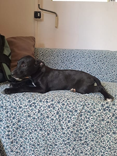 Queenie, femelle croisée créole, née le 15/04/2025 🌼