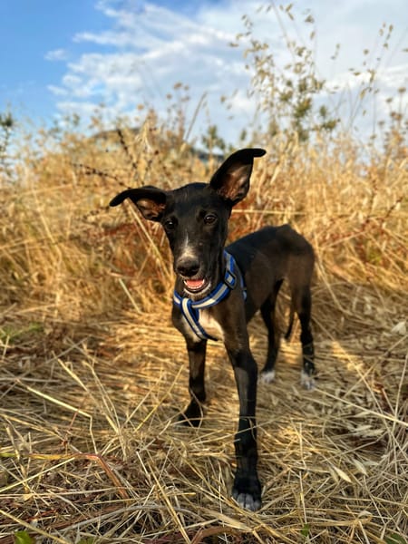 PUMBA (Animalea)