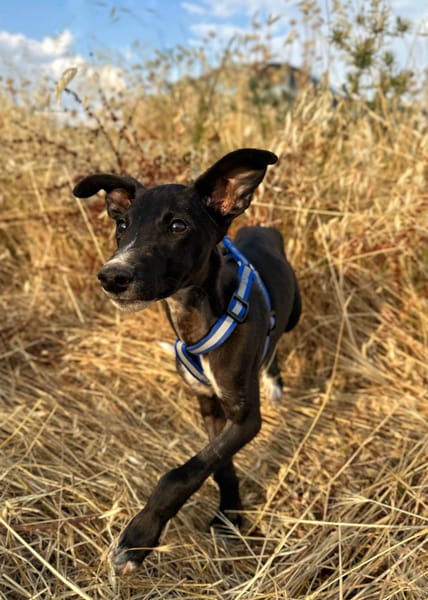 PUMBA (Animalea)