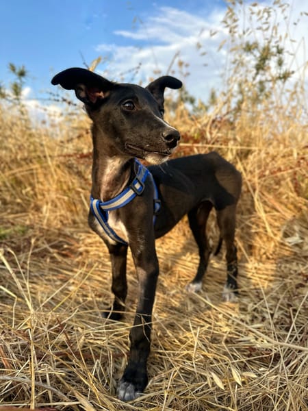 PUMBA (Animalea)