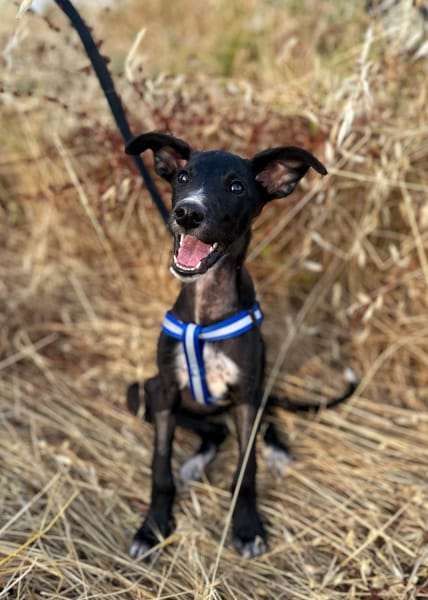 PUMBA (Animalea)