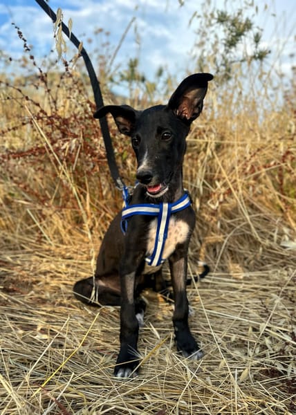 PUMBA (Animalea)